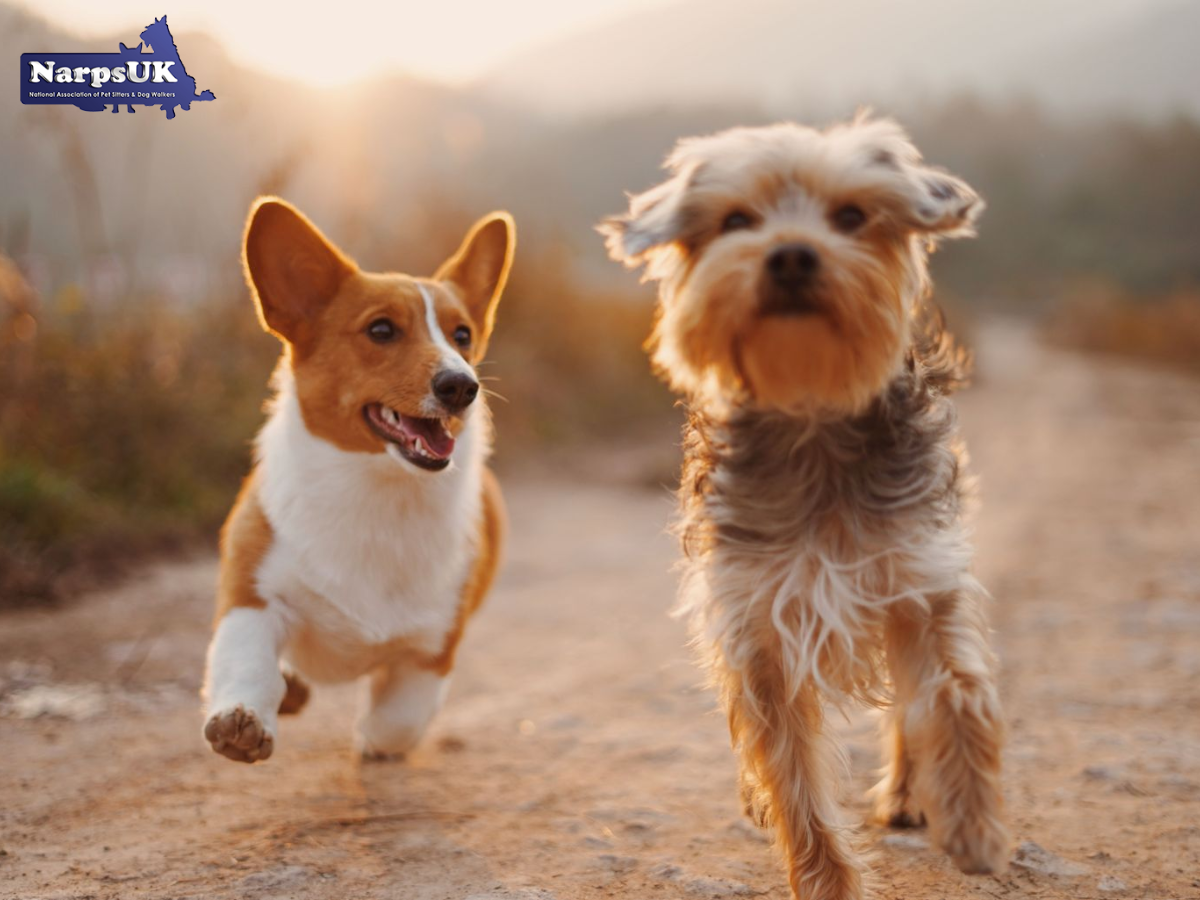 Pet Sitting and Dog Walking Services